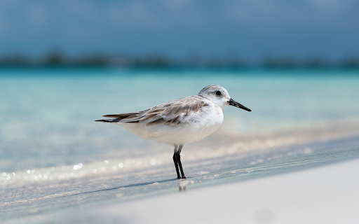 Shoreline Bird screenshot 1