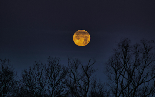 Silhouette of Bare Trees at NIght screenshot 1