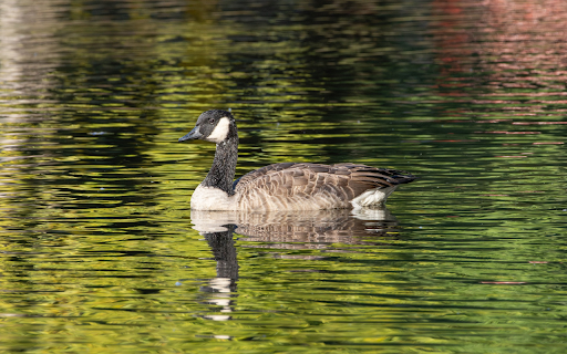 Silhouette of geese under the lake screenshot 1