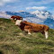 Simmental cow wallpaper logo
