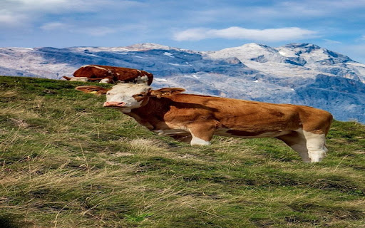 Simmental cow wallpaper screenshot 1