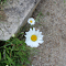 Simple Daisies on Path logo