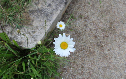 Simple Daisies on Path screenshot 1