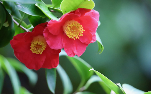 Single black tea to welcome spring screenshot 1