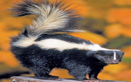 skunk wallpaper screenshot 1