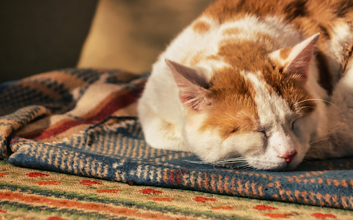 Sleeping Cat on a Cozy Blanket screenshot 1