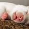 Sleeping Puppy: A Bundle of Cuteness and Comfort logo