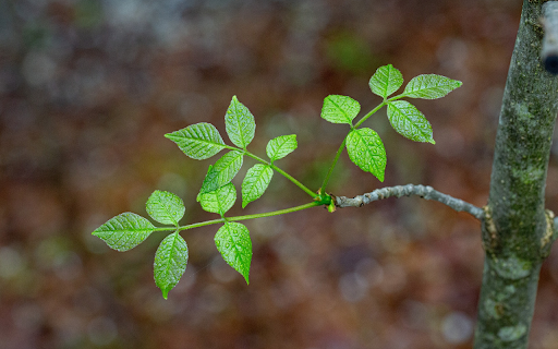 Small Branch screenshot 1