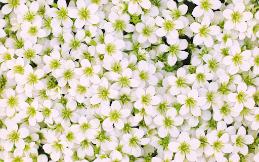 Small five-petaled flower screenshot 1