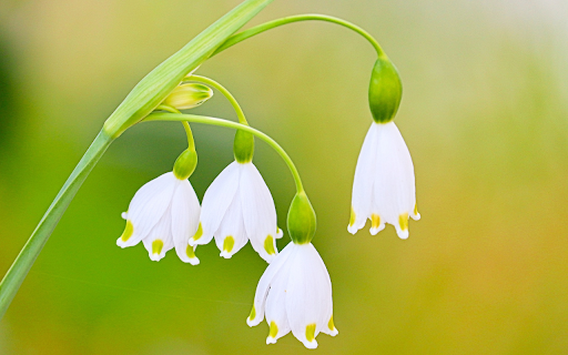 Small Flower Branch screenshot 1