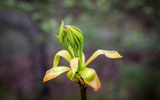 Small Flower Branch screenshot 1