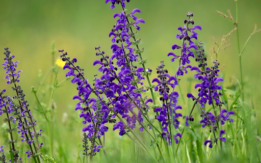 Small green flower branches screenshot 1