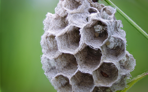 Small honeycomb and young pupa screenshot 1