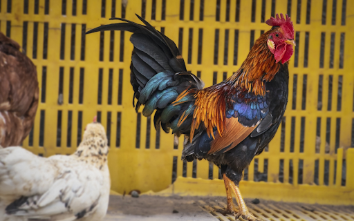 Small-legged domestic chicken breed screenshot 1