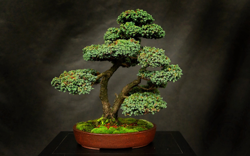 Small multi-canopy tree screenshot 1