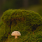 Small mushrooms and moss logo
