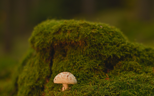 Small mushrooms and moss screenshot 1