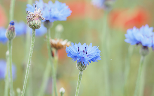 Small-petaled blue flowers screenshot 1