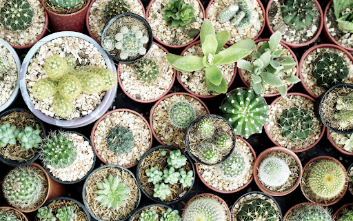 small pots of cacti screenshot 1