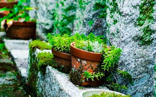 Small pots of green plants screenshot 1