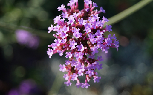 Small purple flower branch screenshot 1