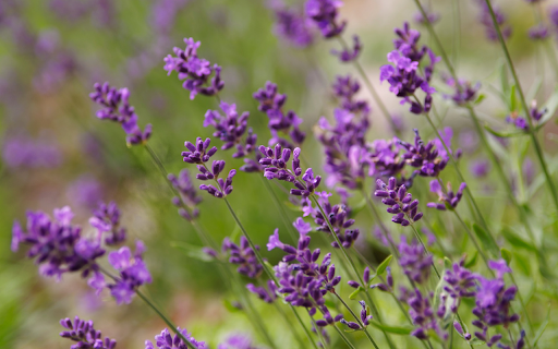 small purple flowers screenshot 1