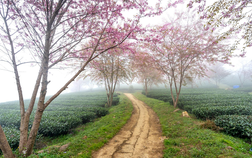 Small road full of flowers screenshot 1