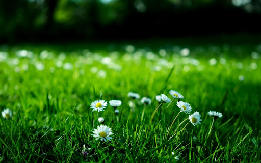 Small white chrysanthemums bloom screenshot 1