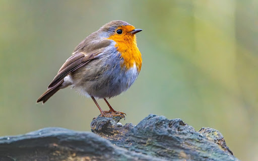 SMALL YELLOW FEATHER BIRD THEME screenshot 1