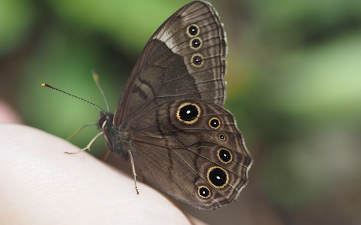 Smoke Gray Butterfly screenshot 1