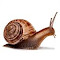 snail wallpaper logo