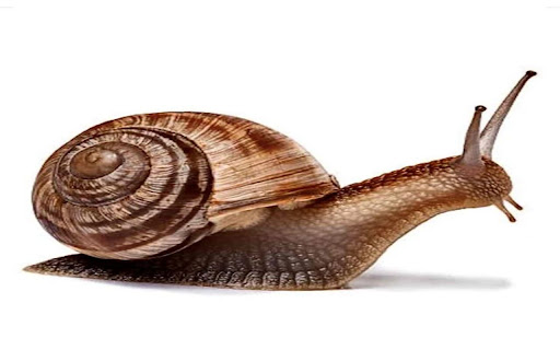 snail wallpaper screenshot 1