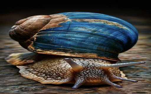 snail wallpaper screenshot 1