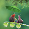 Snail with umbrella wallpaper logo