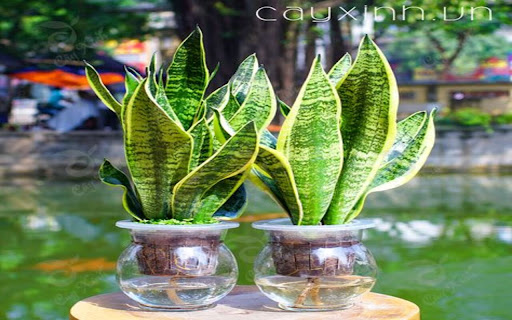 snake plant wallpaper screenshot 1