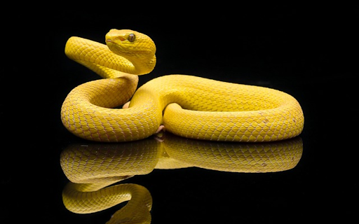 SNAKE Theme screenshot 1