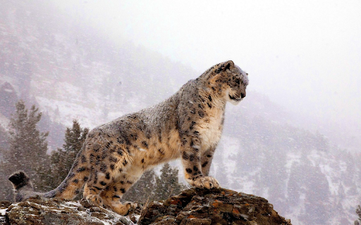 Snow King Reigning on High screenshot 1