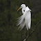 Snowy egret logo
