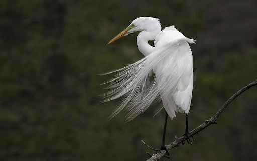 Snowy egret screenshot 1
