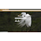 Snowy egret logo