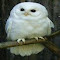 snowy owl wallpaper logo