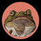 Social Toad logo