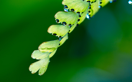 Soft and beautiful branches and leaves screenshot 1