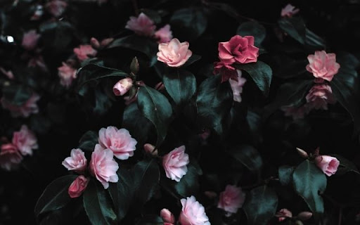 Soft Pink Camellia Blossoms Amidst Dark Foliage screenshot 1