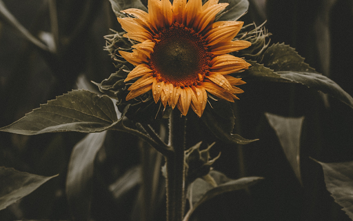 Solitary Bloom screenshot 1