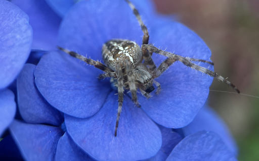 Spider and blue flower screenshot 1