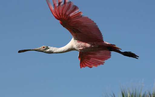 Spoon-billed pink bird screenshot 1