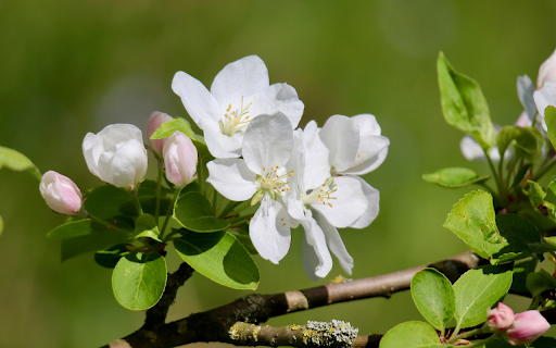 Spring Blossom screenshot 1