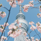Spring Blossom in Tokyo logo