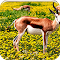 Springbok logo